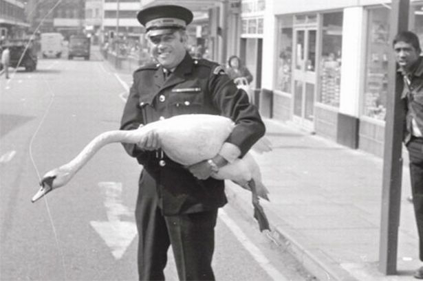 swan
